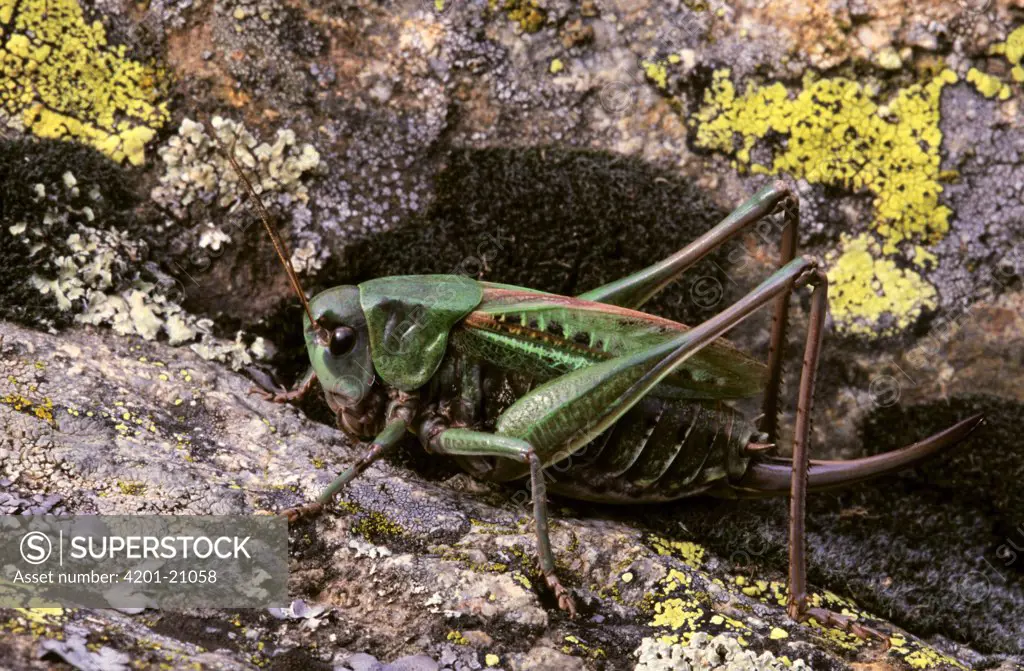 Wart-biter Cricket (Decticus verrucivorus) portrait of female showing ovipositor, Europe