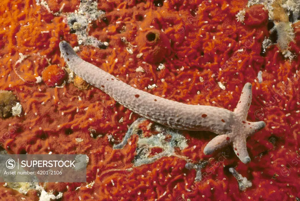 Sea Star (Linckia multiflora) can regenerate a whole new individual from a single ray, Hawaii