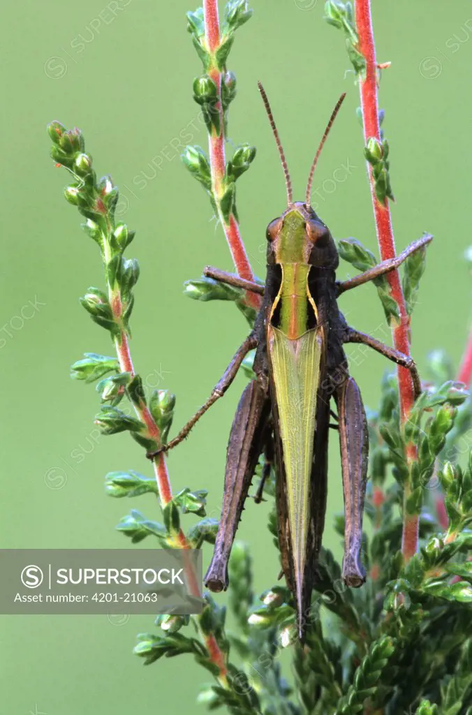 Common Green Grasshopper (Omocestus viridulus) on bush, Europe