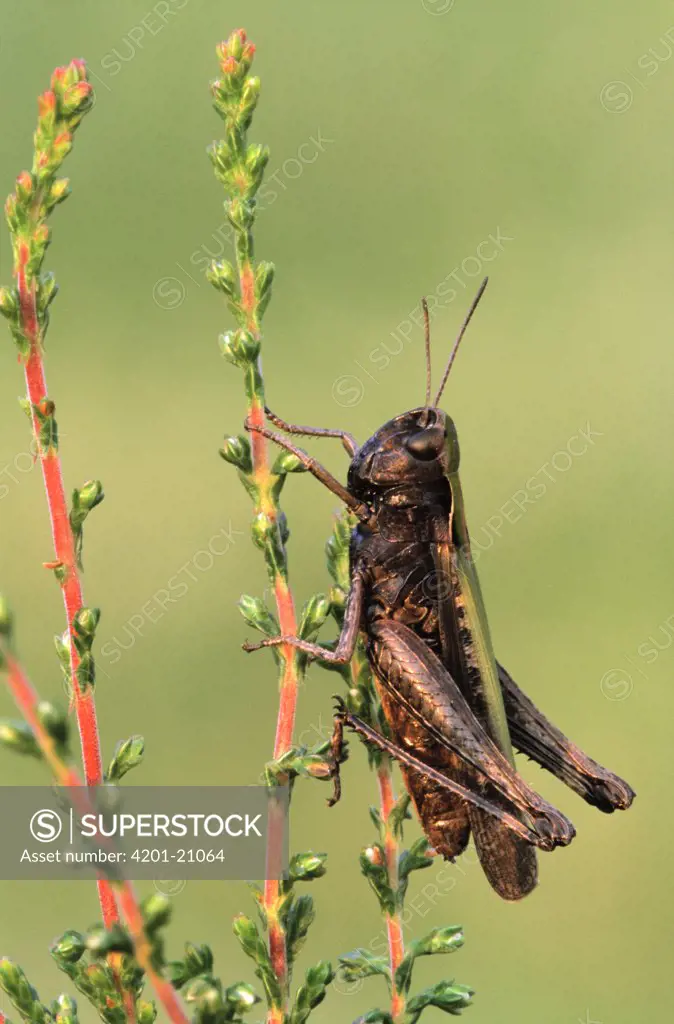 Common Green Grasshopper (Omocestus viridulus) on bush, Europe