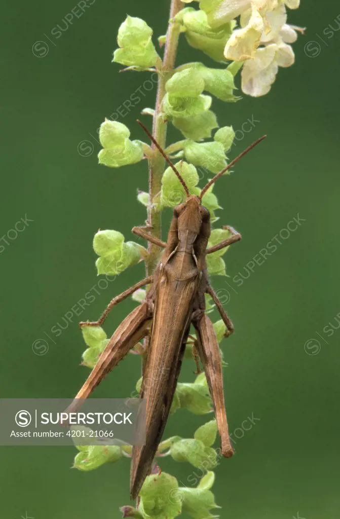 Field Grasshopper (Chorthippus brunneus) on flower, western Europe