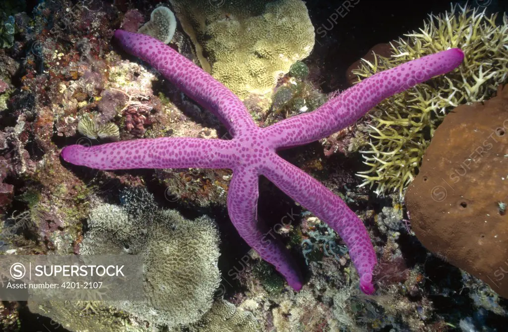 Sea Star (Linckia guildingi) in an unusual lavender color variation, it is typically beige or yellowish in color, Manado, North Sulawesi, Indonesia