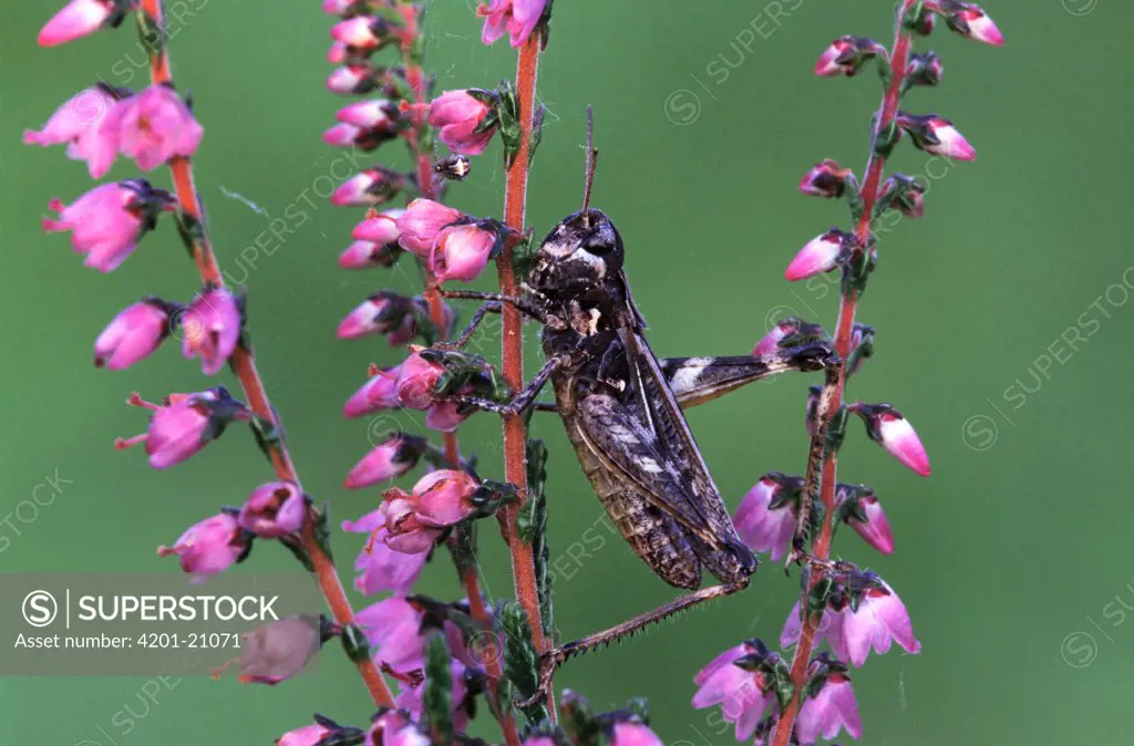Grasshopper (Myrmeleotettix maculatus) on flowers, Europe