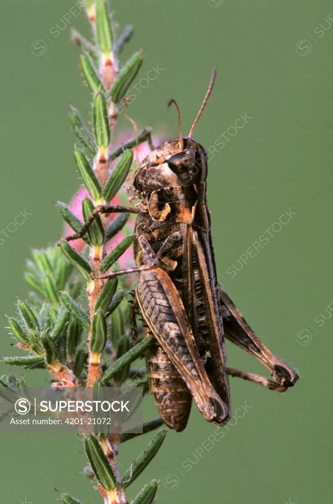 Grasshopper (Myrmeleotettix maculatus) portrait, Europe
