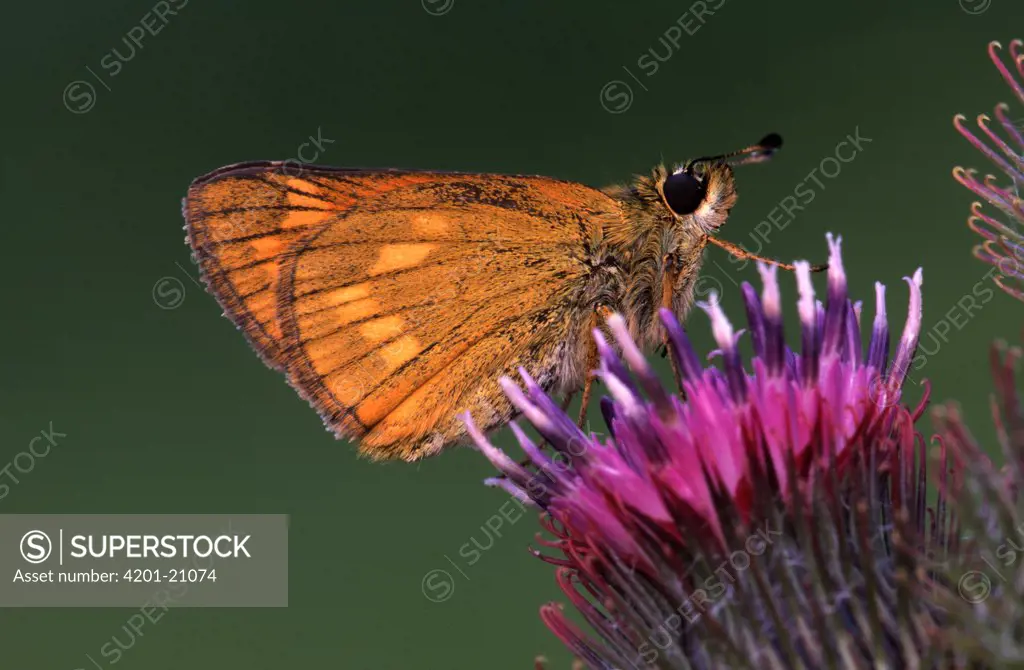 Large Skipper (Ochlodes venata) butterfly on thistle, Europe