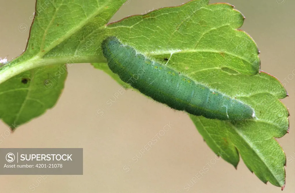 Cabbage White (Pieris rapae) butterfly caterpillar on leaf, Europe