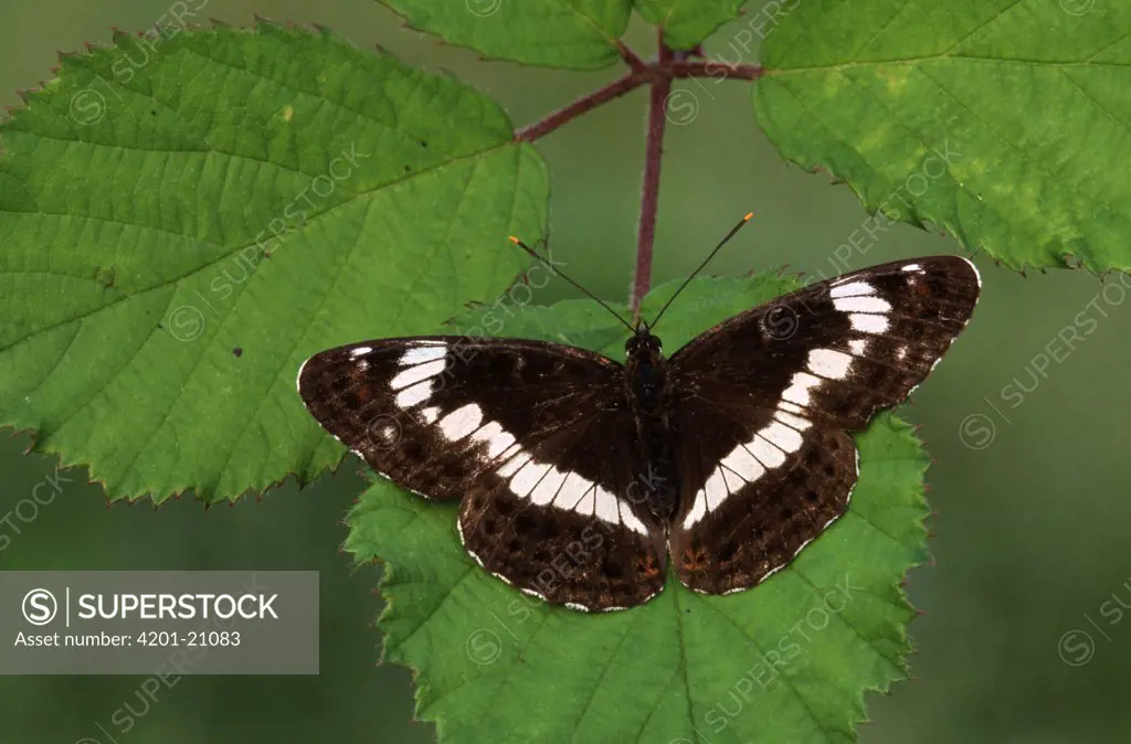White Admiral (Limenitis camilla) butterfly on leaf, Europe