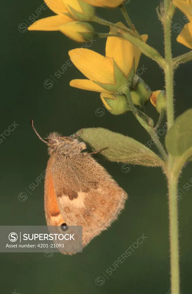 Small Heath (Coenonympha pamphilus) butterfly on flowers, Europe
