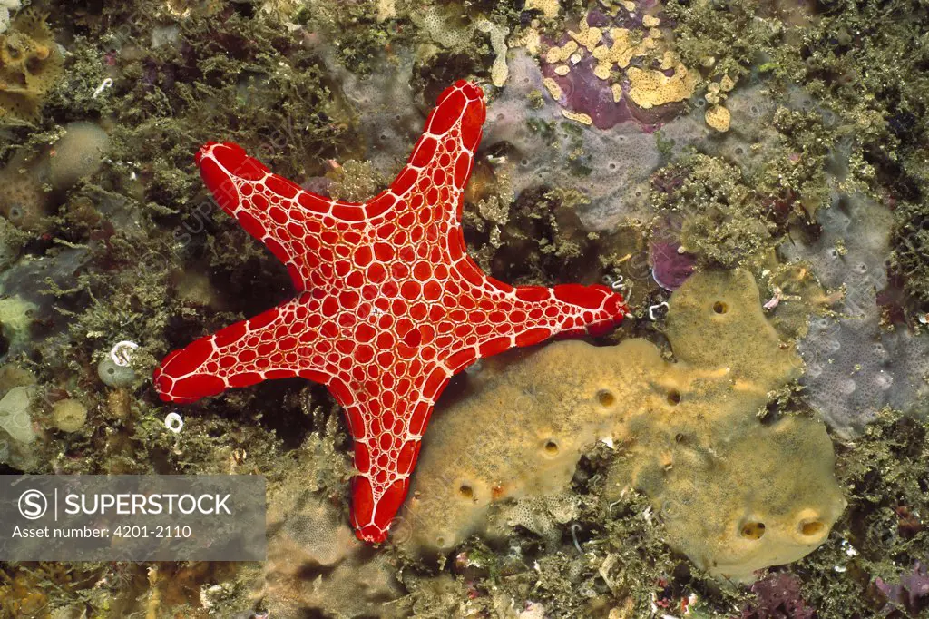 Red Biscuit Star (Pentagonaster dubeni), Jervis Bay, New South Wales, Australia
