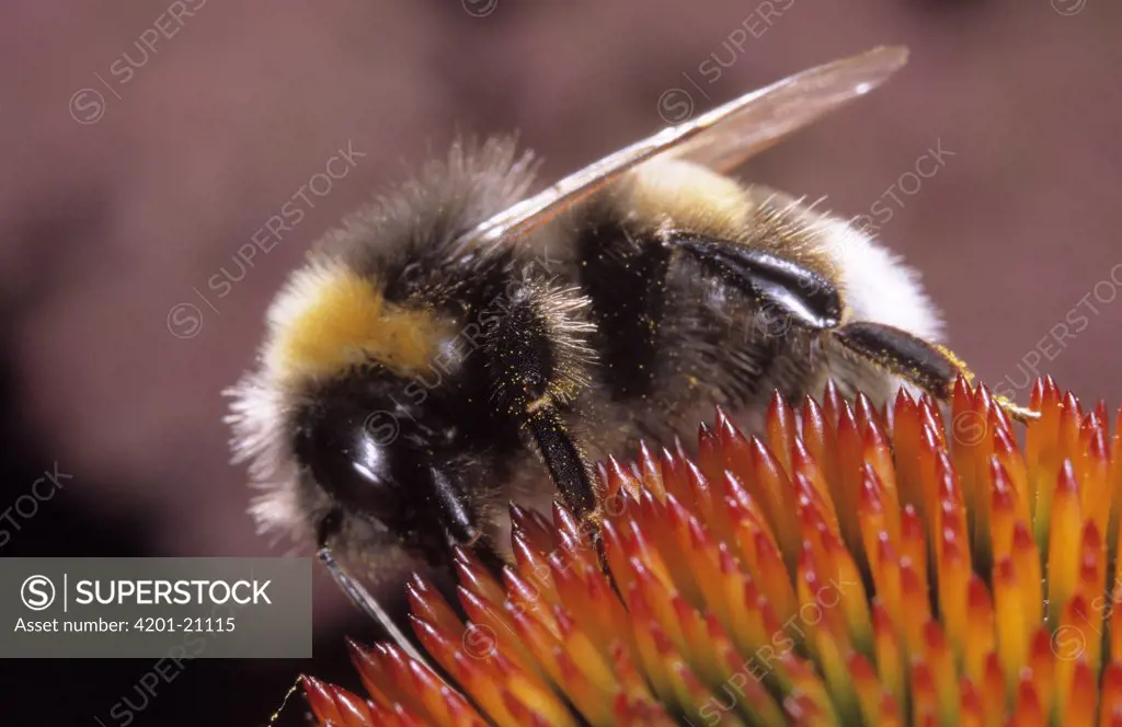 Buff-tailed Bumblebee (Bombus terrestris) on flower covered in pollen, Europe