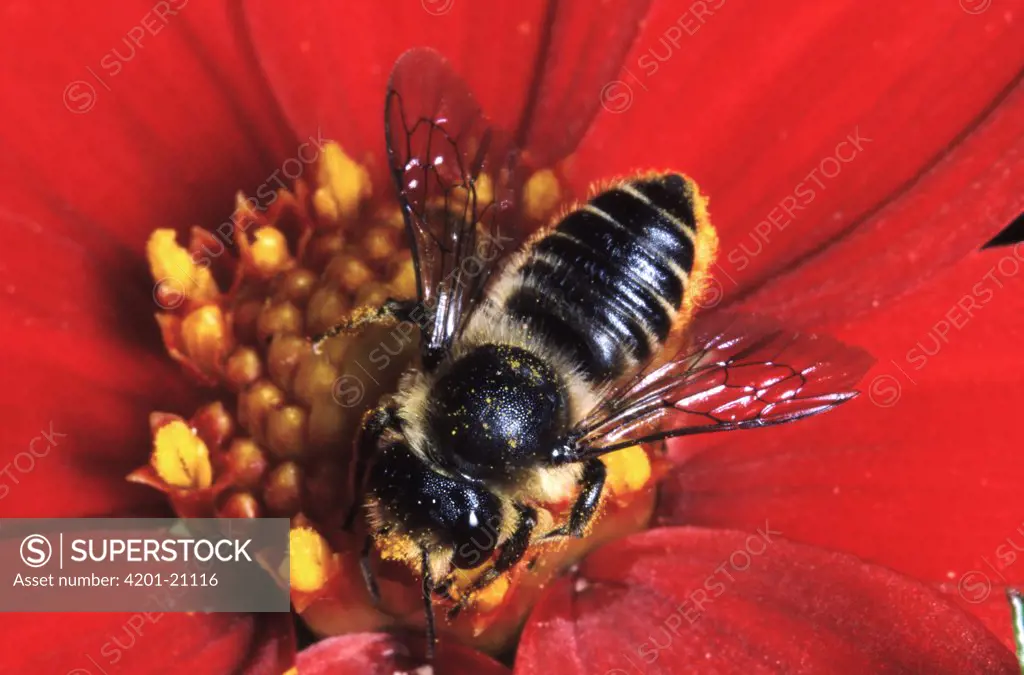 Leafcutter Bee (Megachile centuncularis) collecting pollen from red flower, western Europe