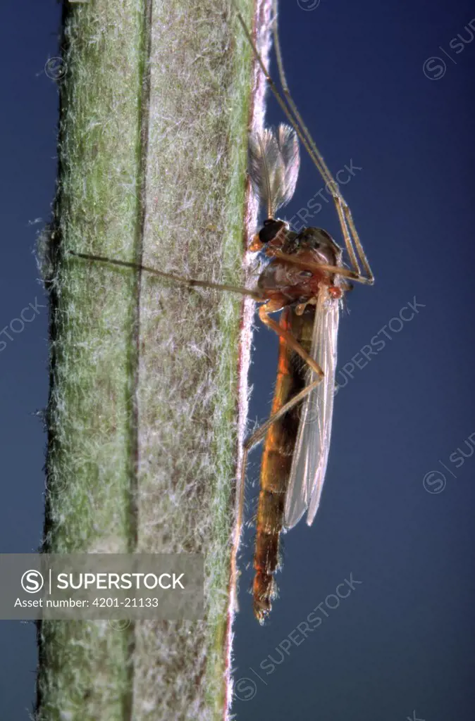 Midge (Chironomidae) clinging to plant stem, Europe