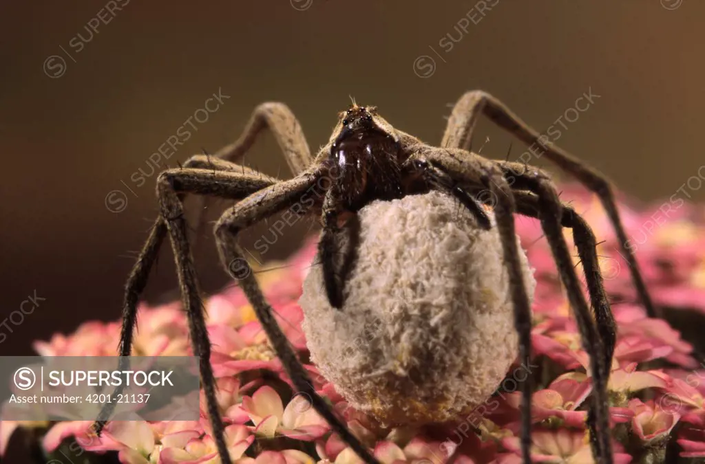 Nursery-web Spider (Pisaura mirabilis) female carrying egg sac, Europe
