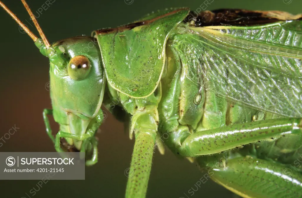 Great Green Bush Cricket (Tettigonia viridissima) head, Europe