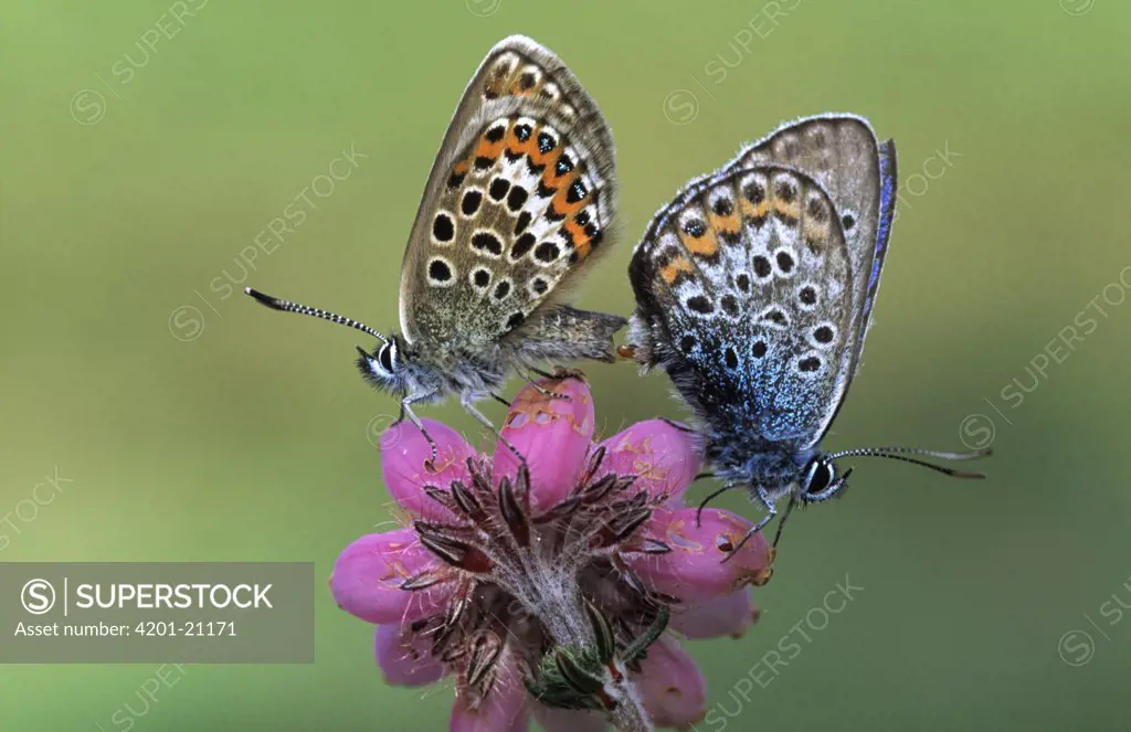 Silver-studded Blue (Plebejus argus) butterfly pair mating on flower, Europe