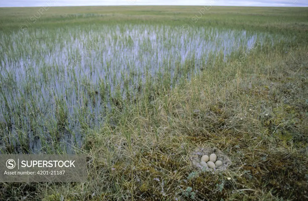 Spectacled Eider (Somateria fischeri) five eggs in downy ground nest next to seasonal pond, Siberia