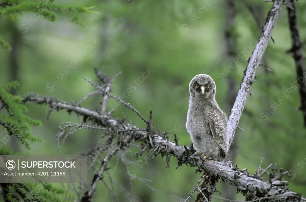 Great Gray Owl (Strix nebulosa) owlet perching on snag, Siberia