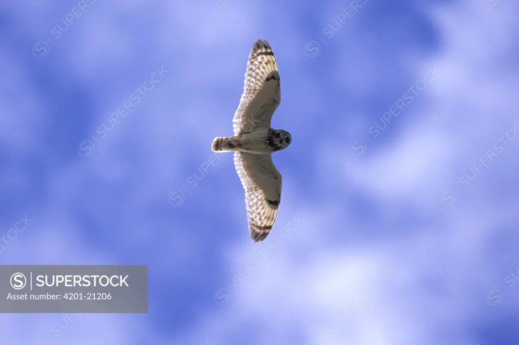 Short-eared Owl (Asio flammeus) flying, Europe