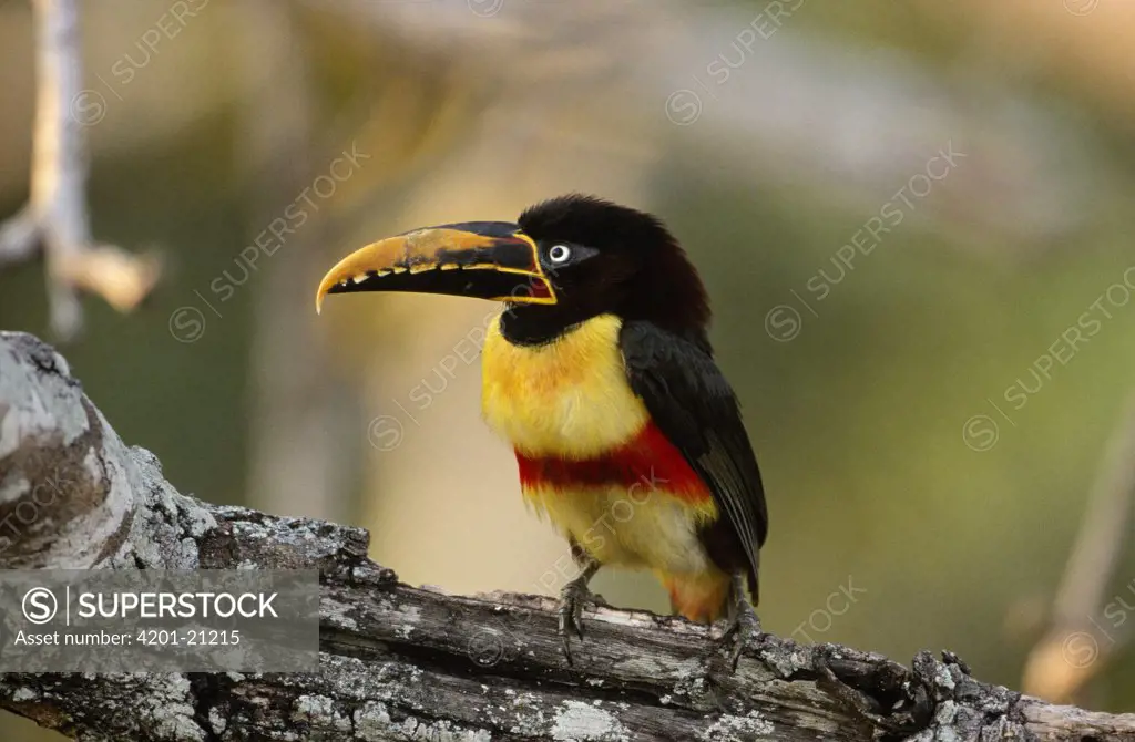 Black-necked Aracari (Pteroglossus aracari) a toucanet, perching on branch, Pantanal, Brazil