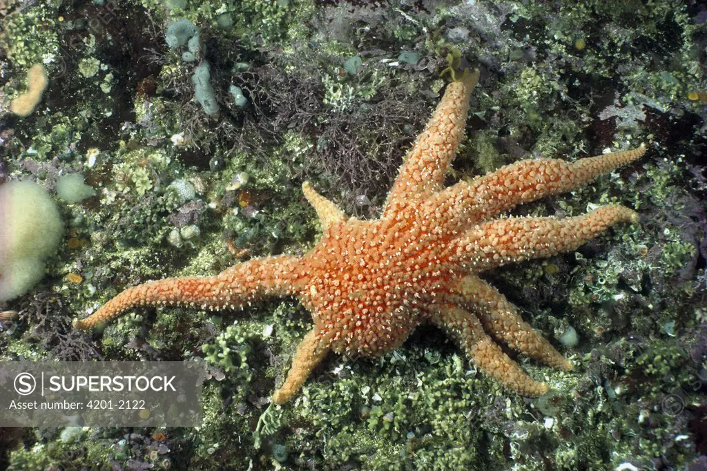 Sunflower Sea Star (Pycnopodia helianthoides) beginning to regenerate lost arms, Barkley Sound, British Columbia, Canada