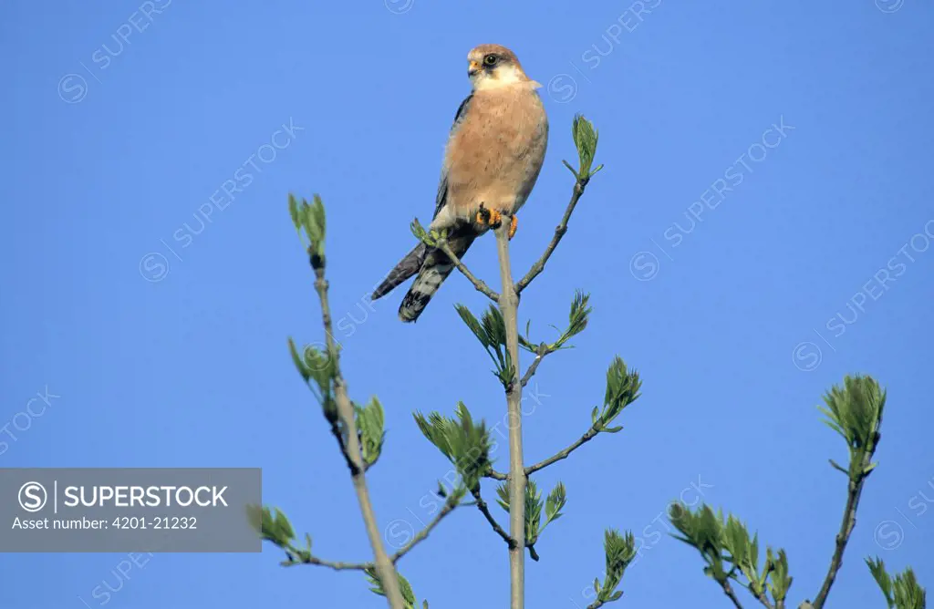 Red-footed Falcon (Falco vespertinus) perching in tree, Europe