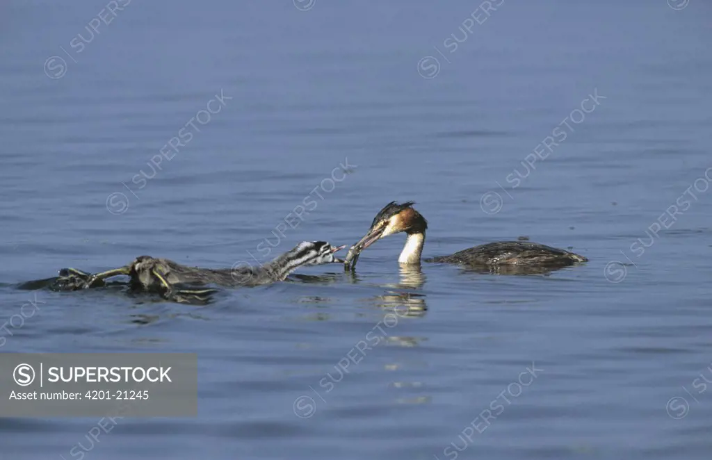 Great Crested Grebe (Podiceps cristatus) parent feeding chick, Europe