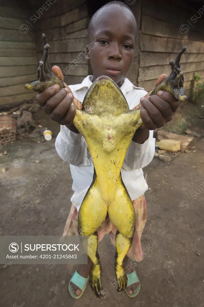 Goliath Frog (Conraua goliath) endangered species hunted for food, Cameroon