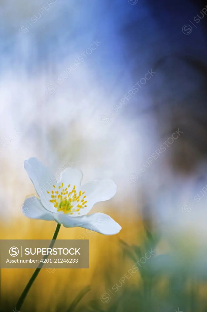 Wood Anemone (Anemone nemorosa) flower, Switzerland