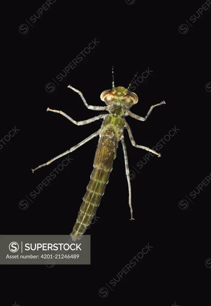 Dragonfly larva