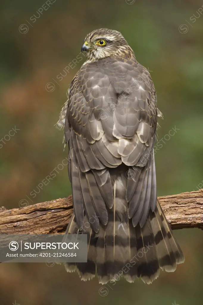 Eurasian Sparrowhawk (Accipiter nisus), Netherlands