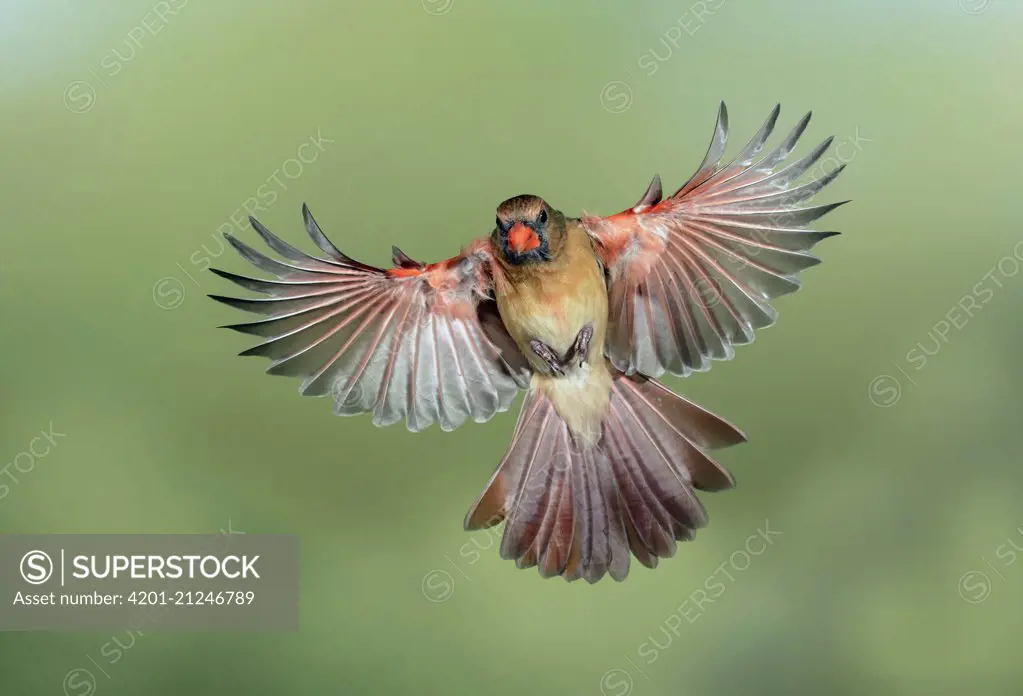 Northern Cardinal (Cardinalis cardinalis) female flying, Texas