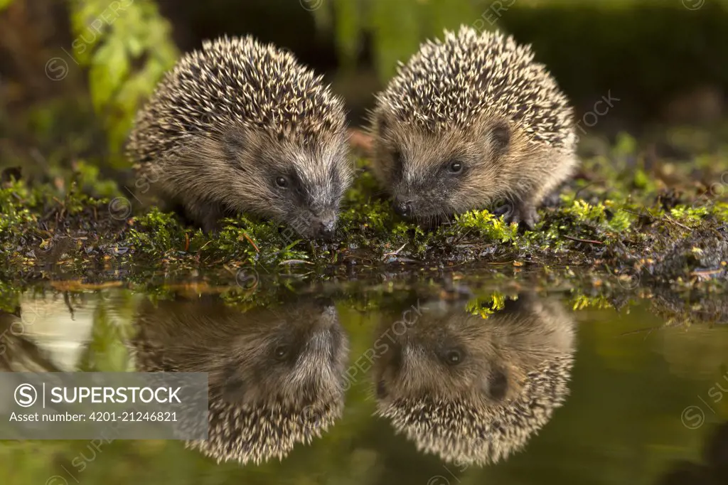 hedgehogs drinking