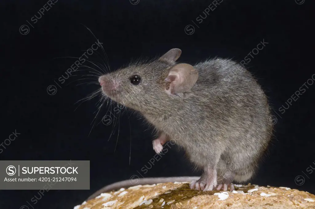 House Mouse (Mus musculus) on bread, Ede, Netherlands
