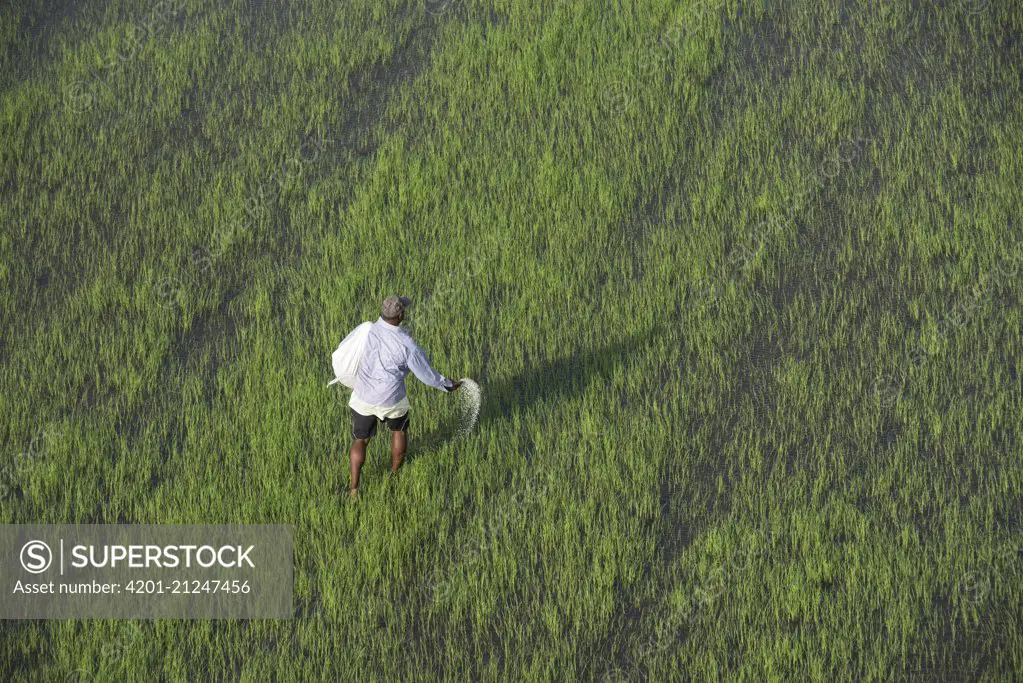Rice (Oryza sp) field and worker, Guyana