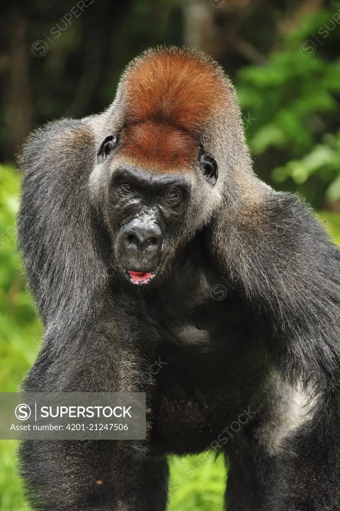Western Lowland Gorilla (Gorilla gorilla gorilla) silverback, native to Africa
