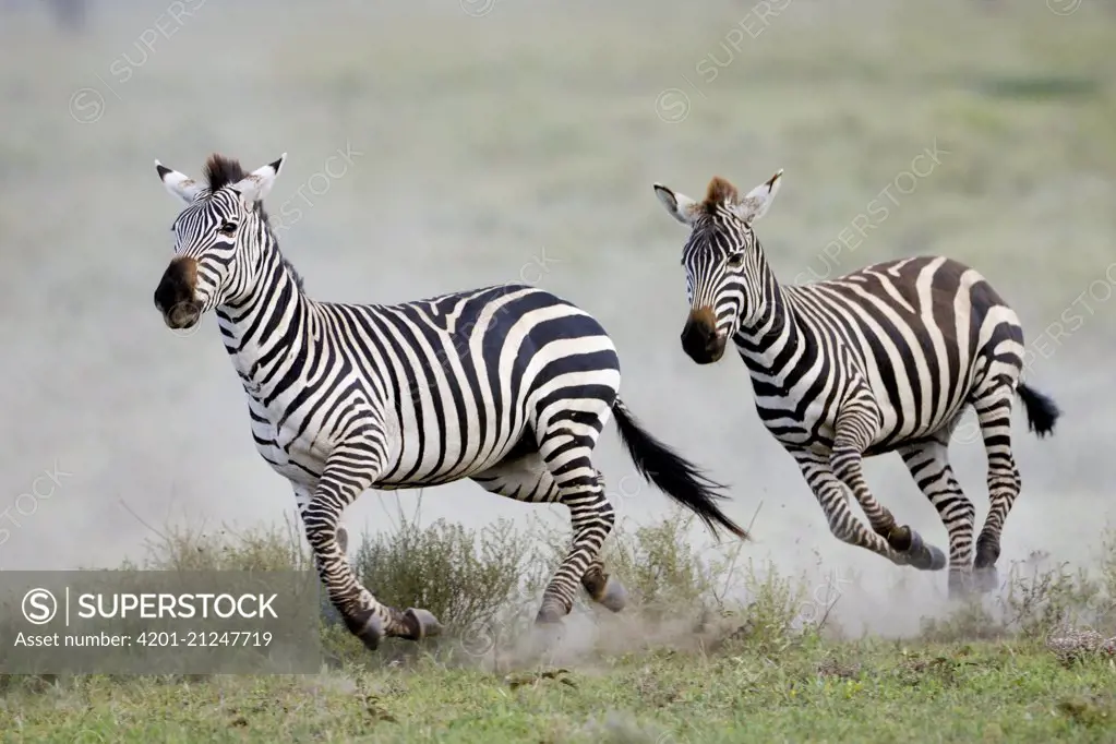 Zebra (Equus quagga)pair running, Serengeti National Park, Tanzania