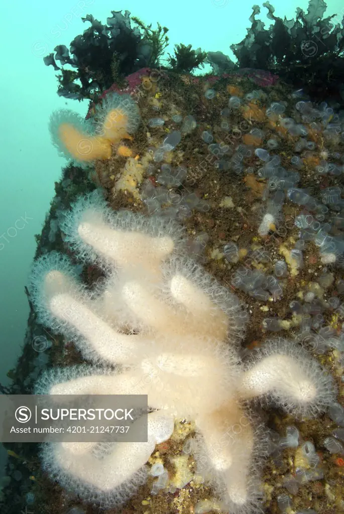 Dead Man's Fingers (Alcyonium digitatum) soft coral, Egersund, Norway