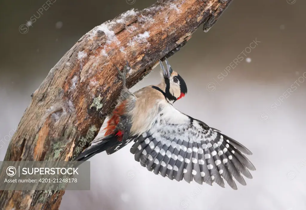 Great Spotted Woodpecker (Dendrocopos major) male spreading wings on tree trunk, Sweden