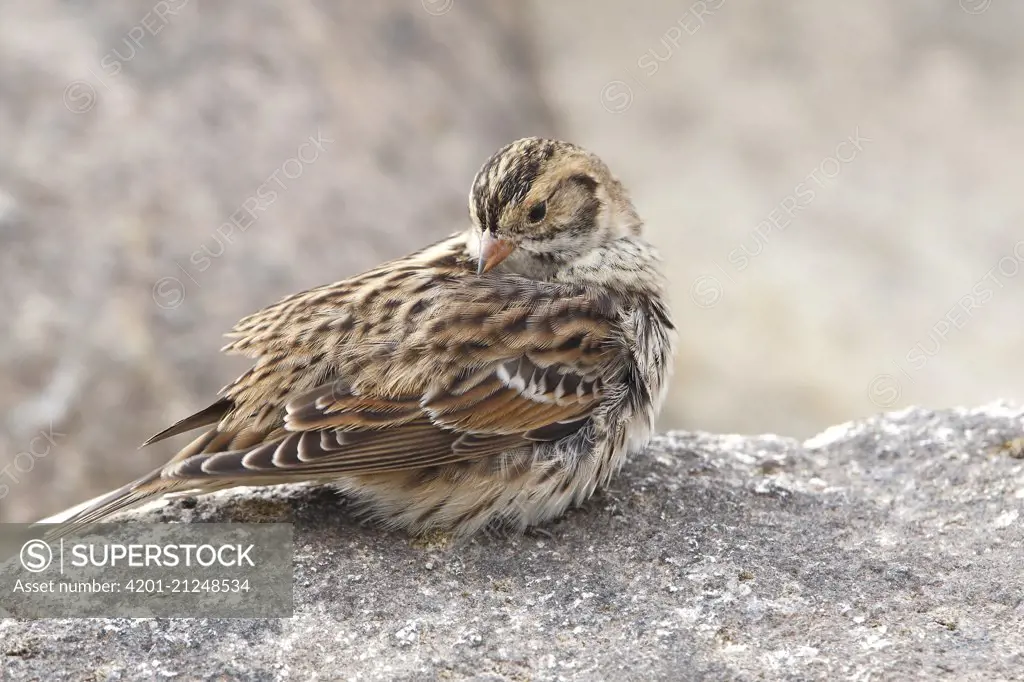 Lapland Bunting (Calcarius lapponicus), Noord-Holland, Netherlands