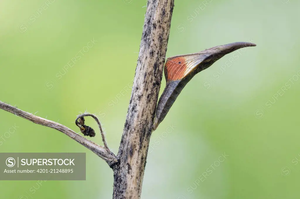 Orange Tip (Anthocharis cardamines) chrysalis in spring, Hessen, Germany
