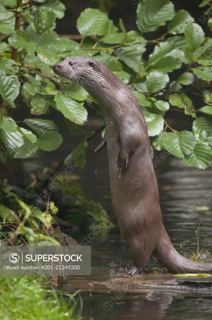 European River Otter (Lutra lutra) on alert, Germany