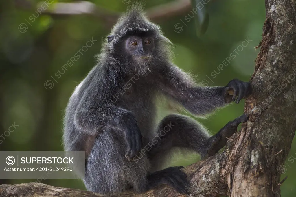 Silvered Leaf Monkey (Trachypithecus cristatus) male in tree, Bako National Park, Sarawak, Borneo, Malaysia