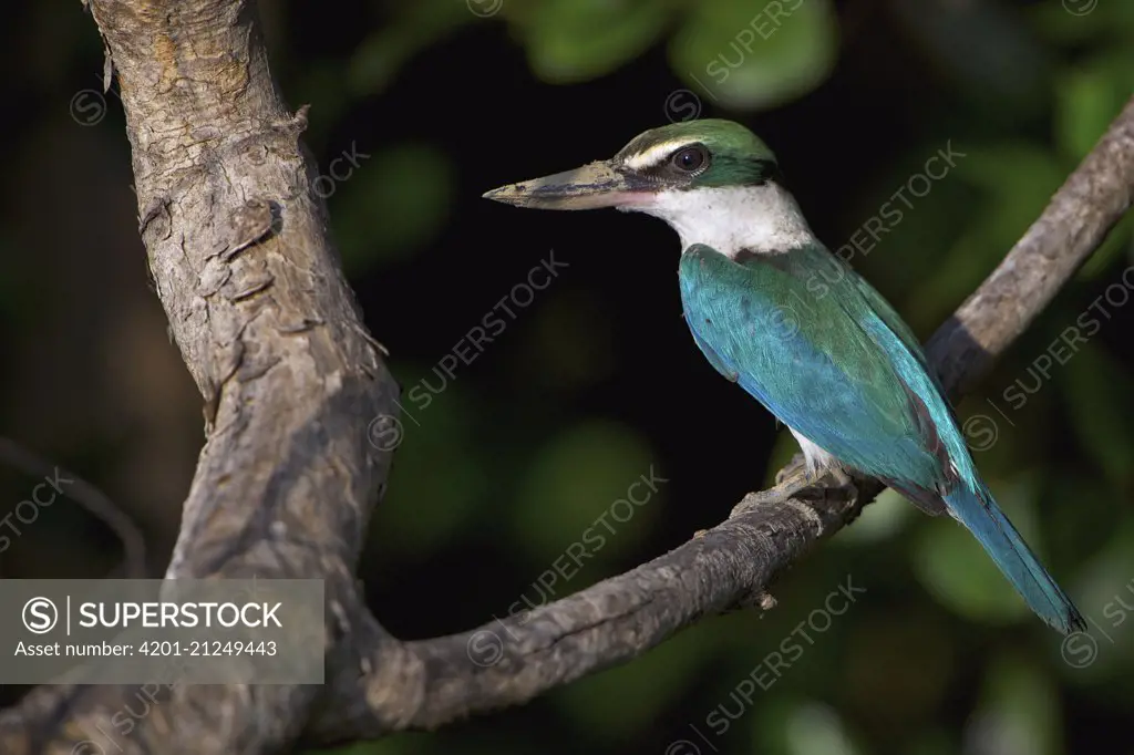 Collared Kingfisher (Todirhamphus chloris), Phetchaburi, Thailand