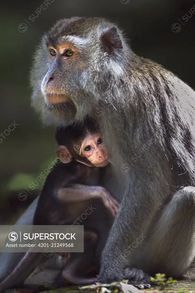 Long-tailed Macaque (Macaca fascicularis) baby suckling on its mother, Bako National Park, Sarawak, Borneo, Malaysia