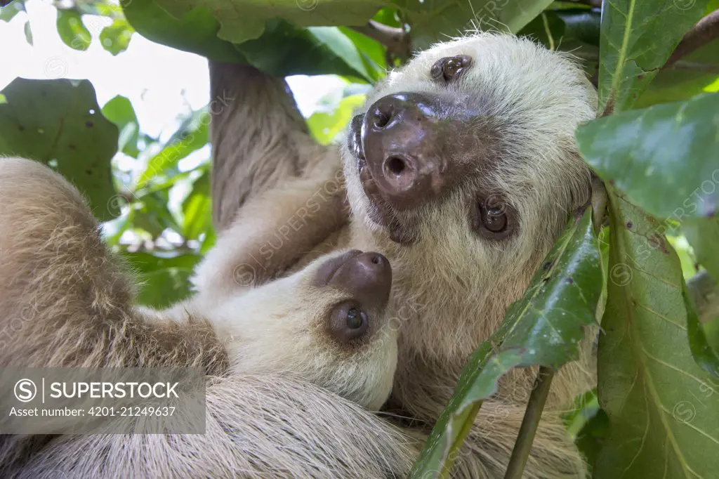 Hoffmann's Two-toed Sloth (Choloepus hoffmanni) mother and two month old baby, Aviarios Sloth Sanctuary, Costa Rica