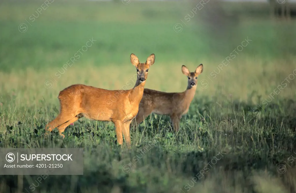 Western Roe Deer (Capreolus capreolus) female and yearling in meadow, Europe
