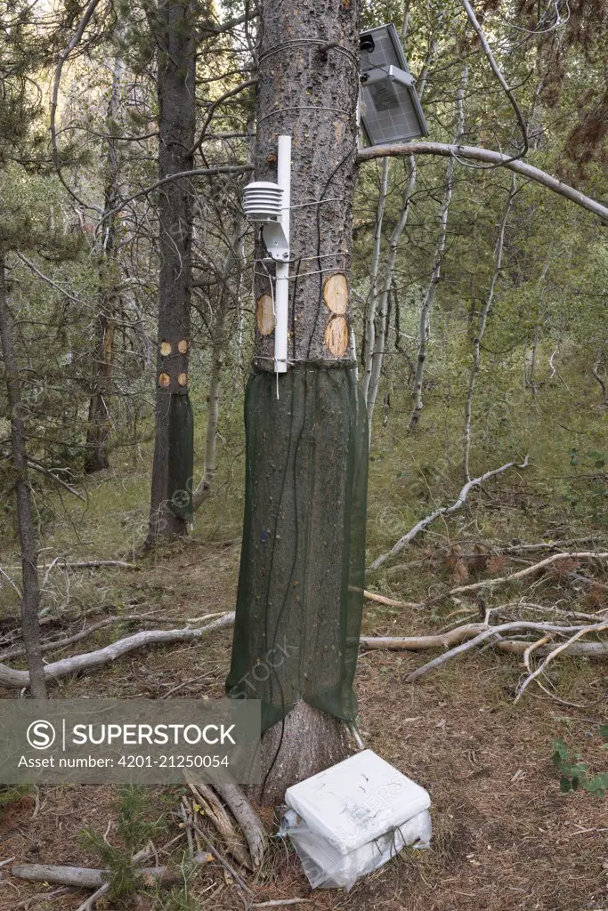 Mountain Pine Beetle (Dendroctonus ponderosae) research, with net around tree, Utah