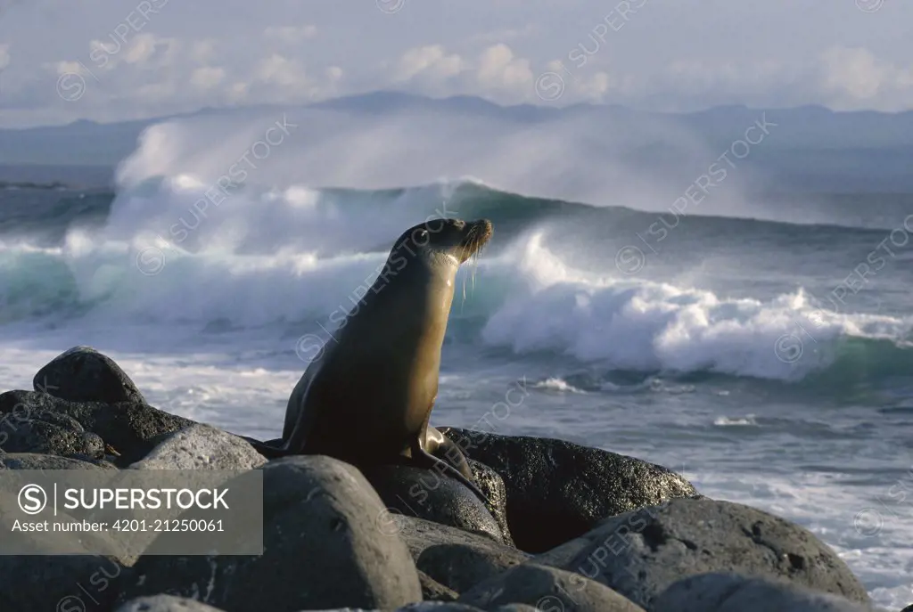 Galapagos Sea Lion (Zalophus wollebaeki) on rock with ocean waves in background, Galapagos Islands, Ecuador