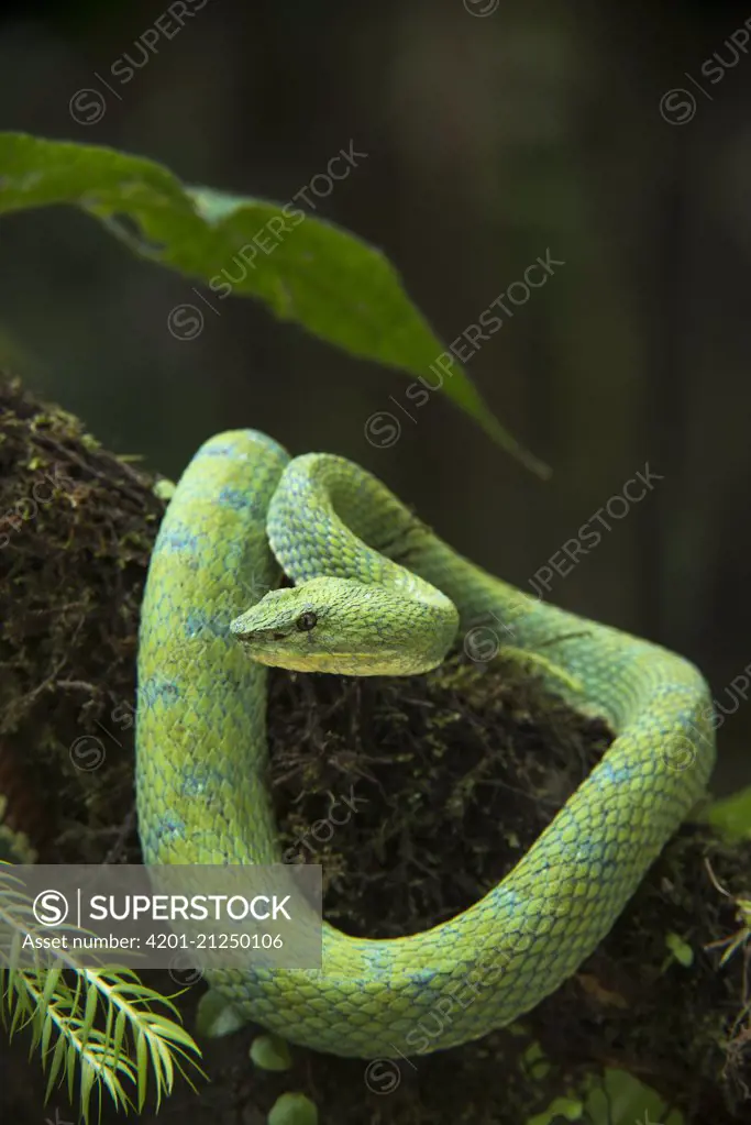Eyelash Viper (Bothriechis schlegelii), native to Central and South America