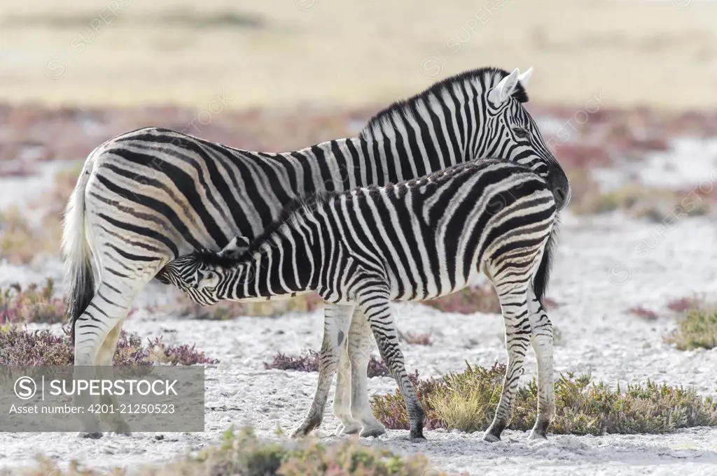 Zebra (Equus quagga) foal nursing, Etosha National Park, Namibia